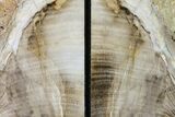 Petrified Wood Bookends - Oregon #171982-1